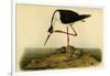 Black-necked Stilt-John James Audubon-Framed Art Print