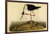 Black-necked Stilt-John James Audubon-Framed Art Print