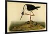 Black-necked Stilt-John James Audubon-Framed Art Print