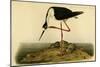 Black-necked Stilt-John James Audubon-Mounted Art Print