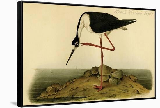 Black-necked Stilt-John James Audubon-Framed Stretched Canvas