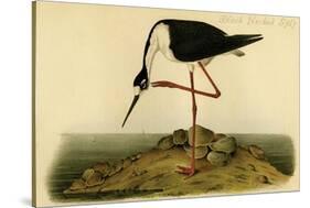 Black-necked Stilt-John James Audubon-Stretched Canvas