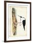 Black Necked Stilt-John James Audubon-Framed Art Print