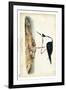 Black Necked Stilt-John James Audubon-Framed Art Print