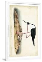 Black Necked Stilt-John James Audubon-Framed Art Print