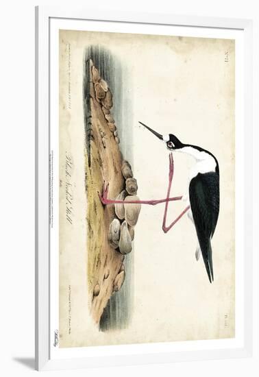 Black Necked Stilt-John James Audubon-Framed Art Print