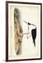 Black Necked Stilt-John James Audubon-Framed Art Print