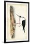 Black Necked Stilt-John James Audubon-Framed Art Print