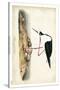 Black Necked Stilt-John James Audubon-Stretched Canvas