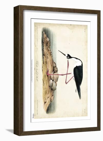 Black Necked Stilt-John James Audubon-Framed Art Print