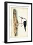 Black Necked Stilt-John James Audubon-Framed Art Print