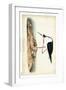 Black Necked Stilt-John James Audubon-Framed Art Print