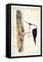 Black Necked Stilt-John James Audubon-Framed Stretched Canvas