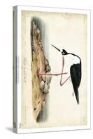 Black Necked Stilt-John James Audubon-Stretched Canvas