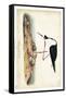 Black Necked Stilt-John James Audubon-Framed Stretched Canvas