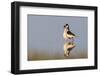 Black-necked Stilts, courtship dance-Ken Archer-Framed Photographic Print