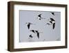 Black-Necked Stilts in Flight, Port Aransas, Texas, Usa-Richard ans Susan Day-Framed Photographic Print