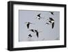 Black-Necked Stilts in Flight, Port Aransas, Texas, Usa-Richard ans Susan Day-Framed Photographic Print