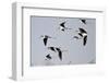 Black-Necked Stilts in Flight, Port Aransas, Texas, Usa-Richard ans Susan Day-Framed Photographic Print