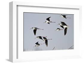 Black-Necked Stilts in Flight, Port Aransas, Texas, Usa-Richard ans Susan Day-Framed Photographic Print