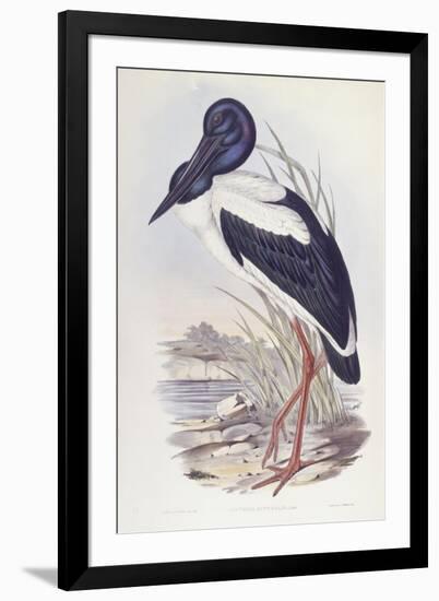Black-Necked Stork (Ephippiorhynchus Asiaticus)-John Gould-Framed Giclee Print