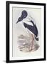 Black-Necked Stork (Ephippiorhynchus Asiaticus)-John Gould-Framed Giclee Print