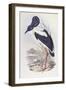 Black-Necked Stork (Ephippiorhynchus Asiaticus)-John Gould-Framed Giclee Print