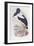 Black-Necked Stork (Ephippiorhynchus Asiaticus)-John Gould-Framed Giclee Print