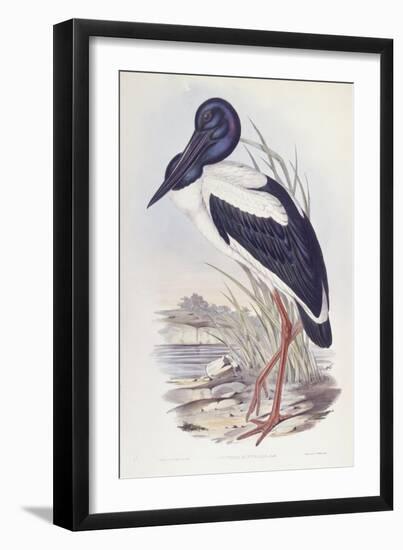 Black-Necked Stork (Ephippiorhynchus Asiaticus)-John Gould-Framed Giclee Print