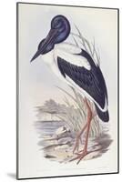 Black-Necked Stork (Ephippiorhynchus Asiaticus)-John Gould-Mounted Giclee Print