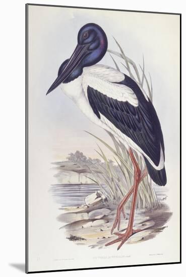 Black-Necked Stork (Ephippiorhynchus Asiaticus)-John Gould-Mounted Giclee Print