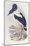 Black-Necked Stork (Ephippiorhynchus Asiaticus)-John Gould-Mounted Giclee Print
