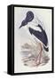 Black-Necked Stork (Ephippiorhynchus Asiaticus)-John Gould-Framed Stretched Canvas