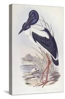 Black-Necked Stork (Ephippiorhynchus Asiaticus)-John Gould-Stretched Canvas