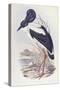 Black-Necked Stork (Ephippiorhynchus Asiaticus)-John Gould-Stretched Canvas