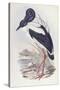 Black-Necked Stork (Ephippiorhynchus Asiaticus)-John Gould-Stretched Canvas