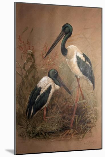 Black-Necked Stork (Xenorhynchus Australis), 1856-67-Joseph Wolf-Mounted Giclee Print