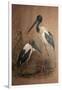 Black-Necked Stork (Xenorhynchus Australis), 1856-67-Joseph Wolf-Framed Giclee Print