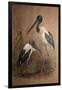 Black-Necked Stork (Xenorhynchus Australis), 1856-67-Joseph Wolf-Framed Giclee Print