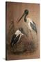 Black-Necked Stork (Xenorhynchus Australis), 1856-67-Joseph Wolf-Stretched Canvas