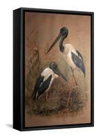 Black-Necked Stork (Xenorhynchus Australis), 1856-67-Joseph Wolf-Framed Stretched Canvas