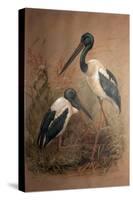Black-Necked Stork (Xenorhynchus Australis), 1856-67-Joseph Wolf-Stretched Canvas