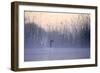 Black-Necked Swan Male-null-Framed Photographic Print