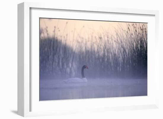 Black-Necked Swan Male-null-Framed Photographic Print
