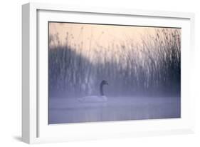 Black-Necked Swan Male-null-Framed Photographic Print