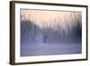 Black-Necked Swan Male-null-Framed Photographic Print