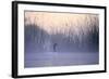 Black-Necked Swan Male-null-Framed Photographic Print