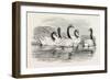 Black-Necked Swans, in the Knowsley Aviary, UK-null-Framed Giclee Print