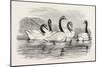 Black-Necked Swans, in the Knowsley Aviary, UK-null-Mounted Giclee Print