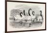 Black-Necked Swans, in the Knowsley Aviary, UK-null-Framed Giclee Print